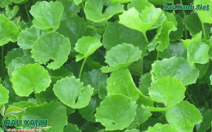 Rau Má với 11 lợi ích không phải ai cũng biết | rauxanh