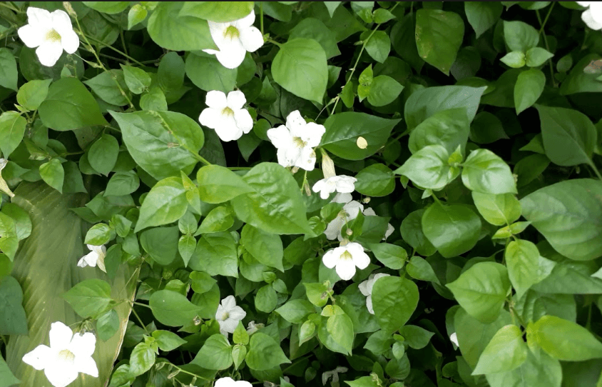 Rau ngót nhật hoa trắng