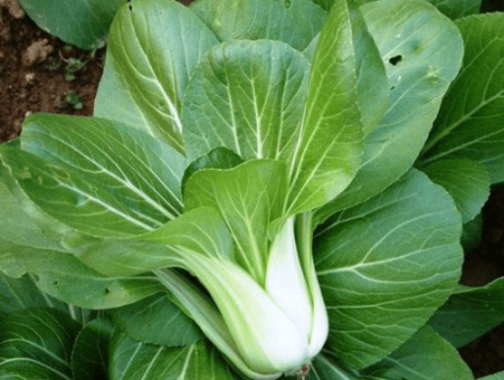 Rau cải có bao nhiêu loại và công dụng của chúng ra sao | rauxanh