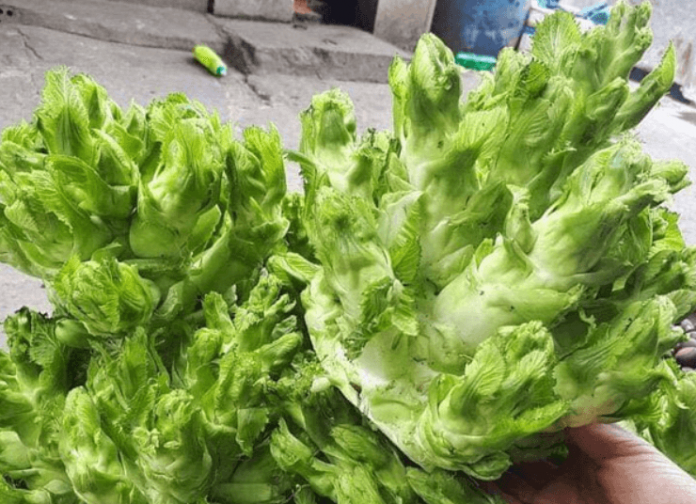 Rau mầm đá Sapa có gì đặc biệt