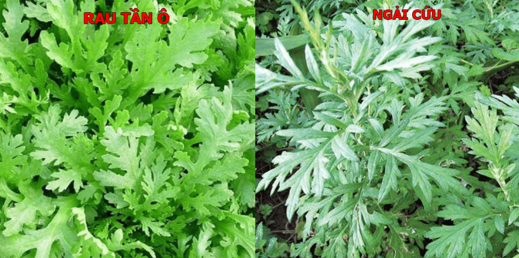 Rau Tần Ô, Rau Cải Cúc có tác dụng gì đối với sức khỏe | rauxanh