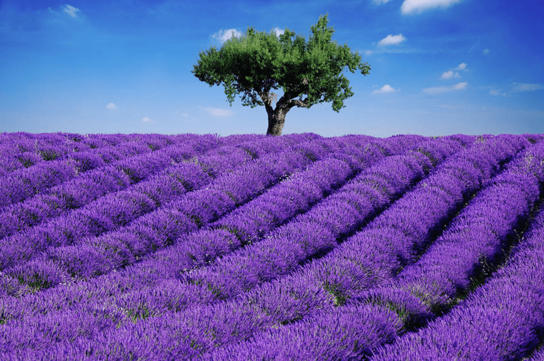 Một cánh đồng hoa oải hương tại Pháp