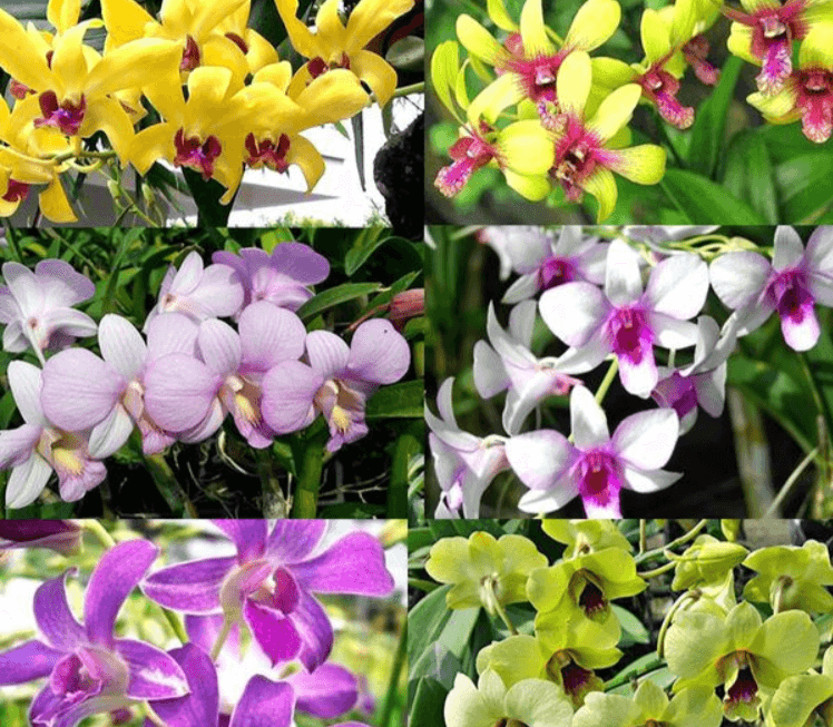 Orchids & Mushroom Story: Variety of Orchids