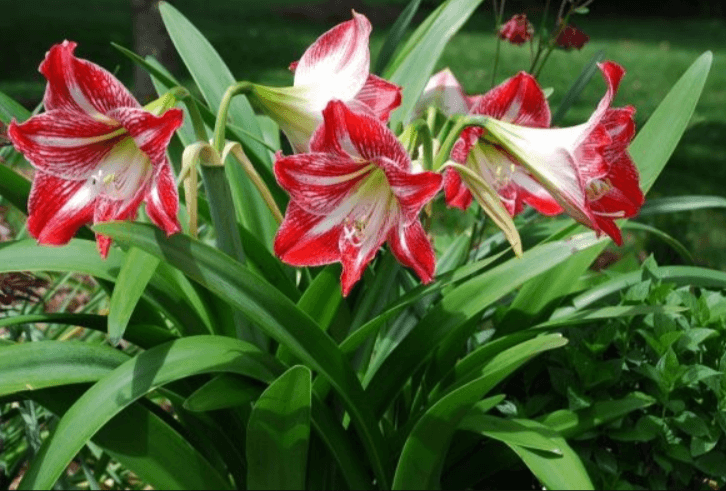 Hoa Loa Kèn loài hoa của sự trong sáng và thuần khiết | rauxanh