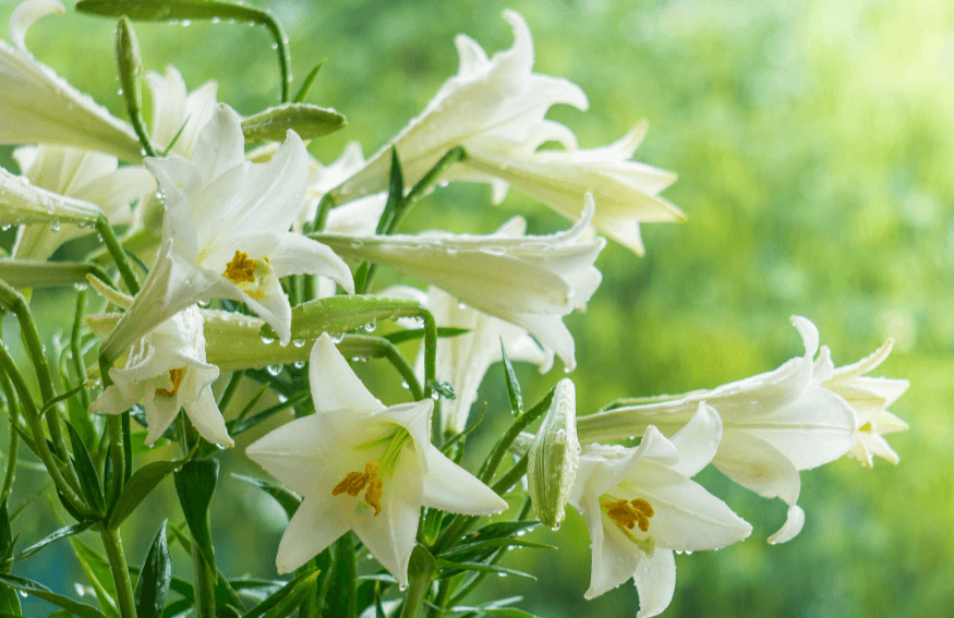 Hoa loa kèn trắng