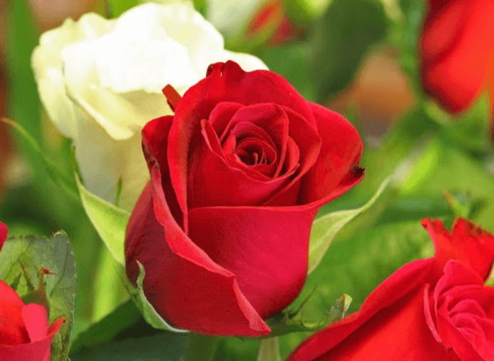 Hoa hồng đỏ là loài hoa ẩn chứa nhiều điều thú vị. Không chỉ là loại hoa tượng trưng cho tình yêu mà hoa hồng đỏ còn mang nhiều thông điệp cao cả