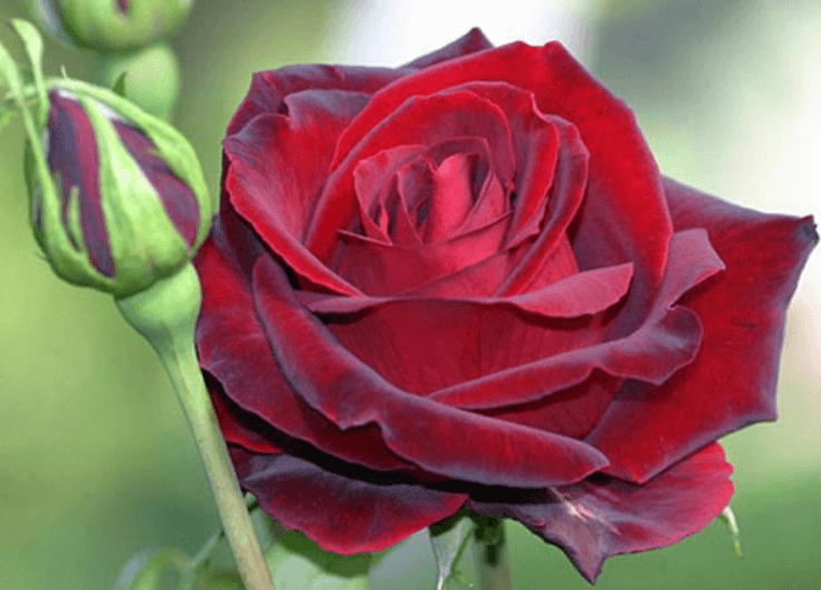 Hoa hồng nhung tượng trưng cho tình yêu nồng nàn