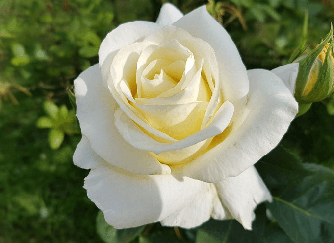 Hoa hồng trắng tượng trưng cho sự trong trẻo, tinh khôi