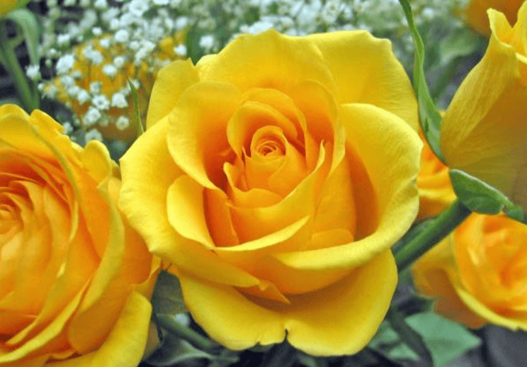 Hoa hồng vàng là loài hoa của tình bạn