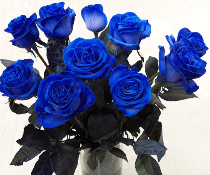 Hoa hồng xanh mang vẻ đẹp của sự mạnh mẽ, kiên cường 