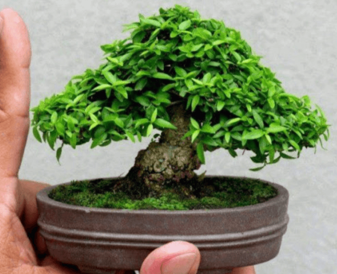 Mai chiếu thủy lá kim phù hợp để làm bonsai mini