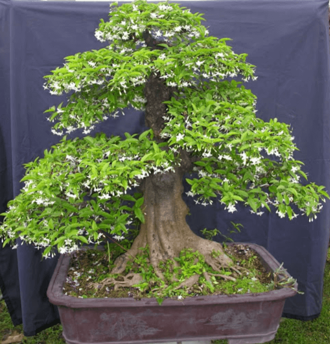 Cây mai chiếu thủy bonsai đẹp