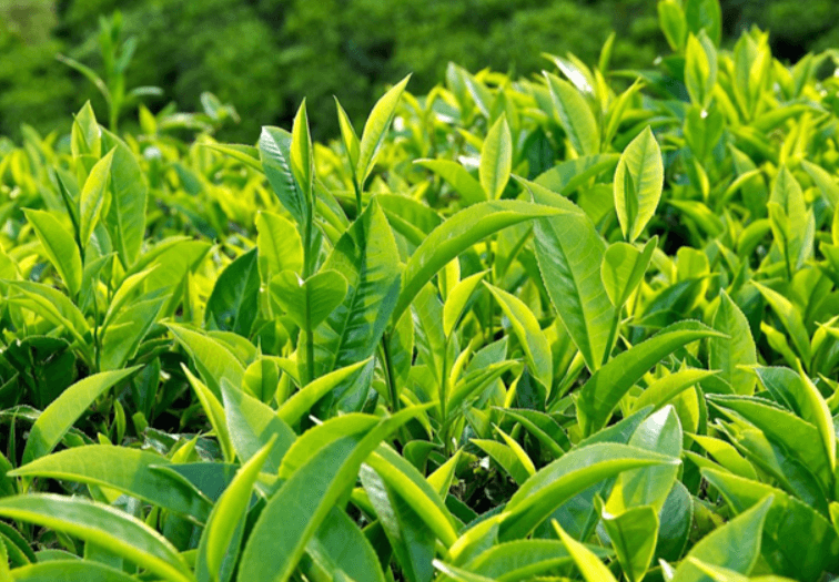 Hình ảnh cây trà xanh ( chè xanh)