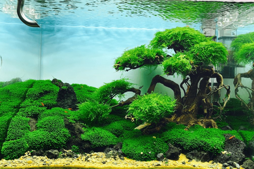 Hình ảnh rêu minifiss trong bể thủy sinh